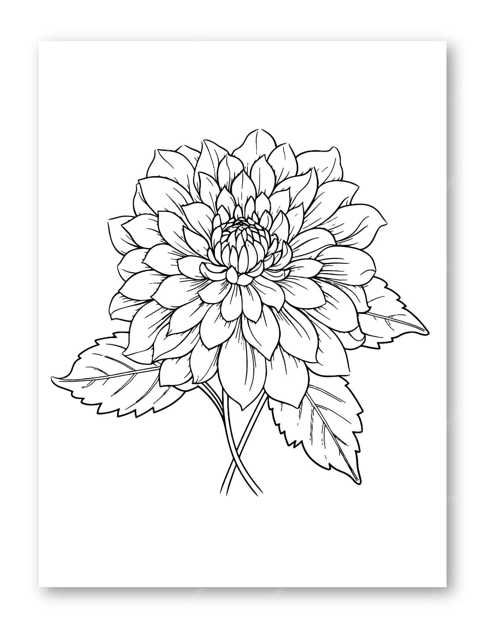 Premium vector dahlia flower line art drawing illustration for coloring page