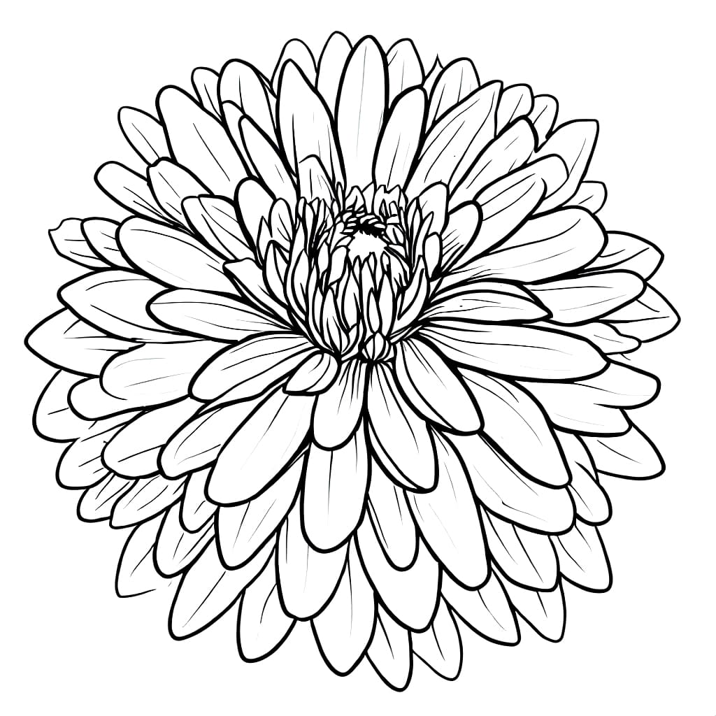 Beautiful dahlia flower coloring page