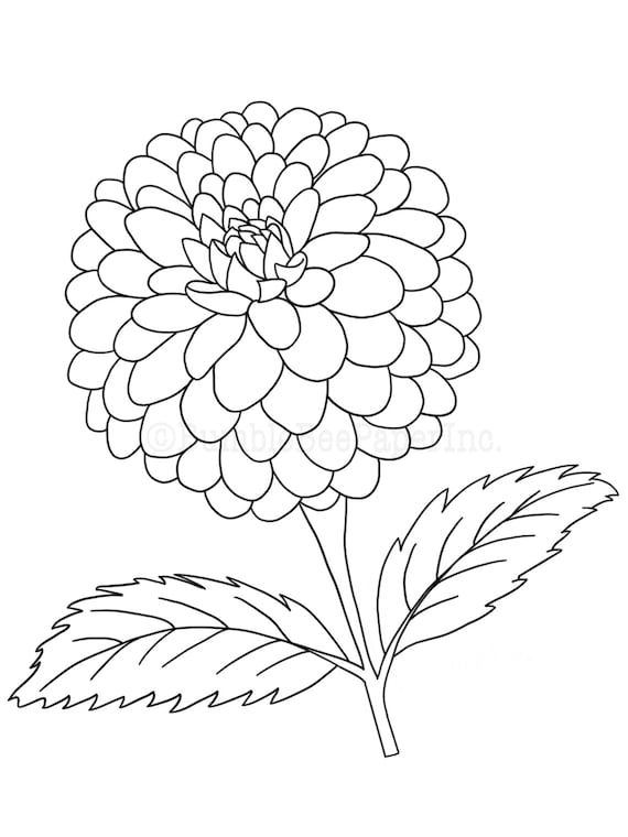 Dahlia dahlia pinnata coloring pagewall art