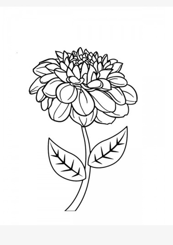 Coloring pages free printable dahlia flower coloring pages for kids