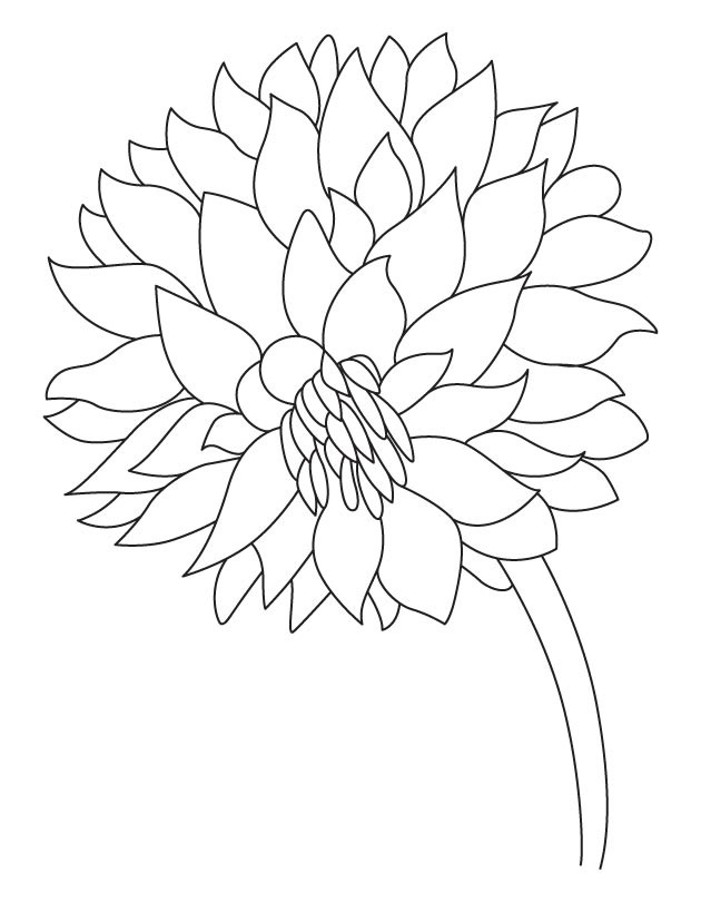 Garden flower dahlia coloring page download free garden flower dahlia coloring page for kids best coloring pages
