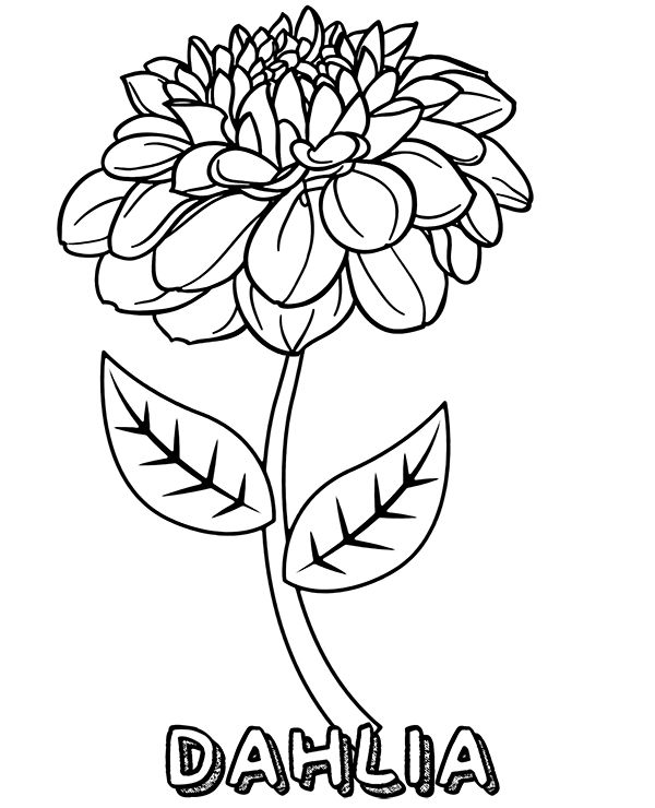 Dahlia flower and its name to color printable flower coloring pages flower coloring pages free coloring pages