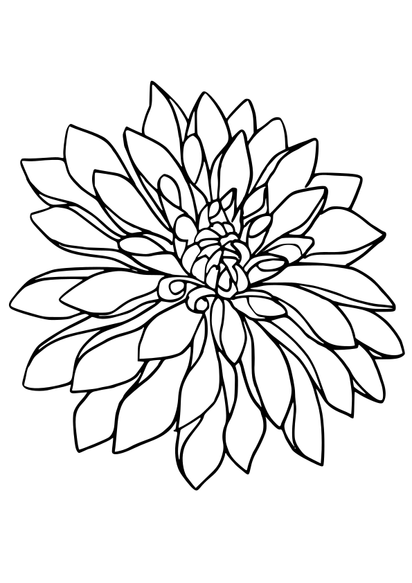 Dahlia drawing for coloring page free printable nurieworld