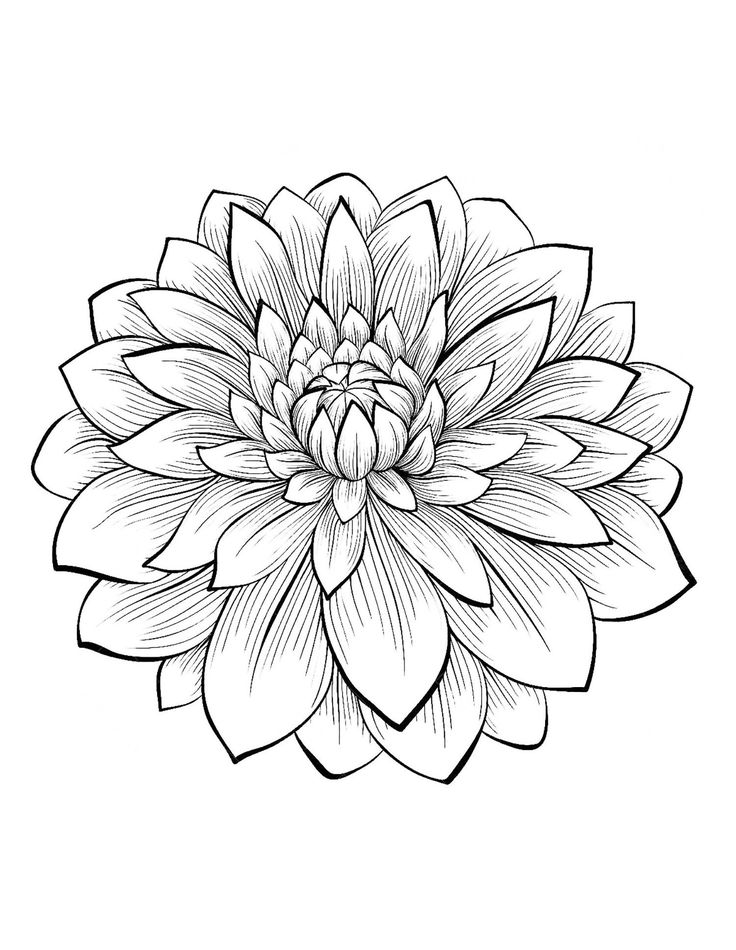 Dahlias to print color from the gallery flowers and vegetation coloriage fleur ment dessiner une fleur mandala ã colorier