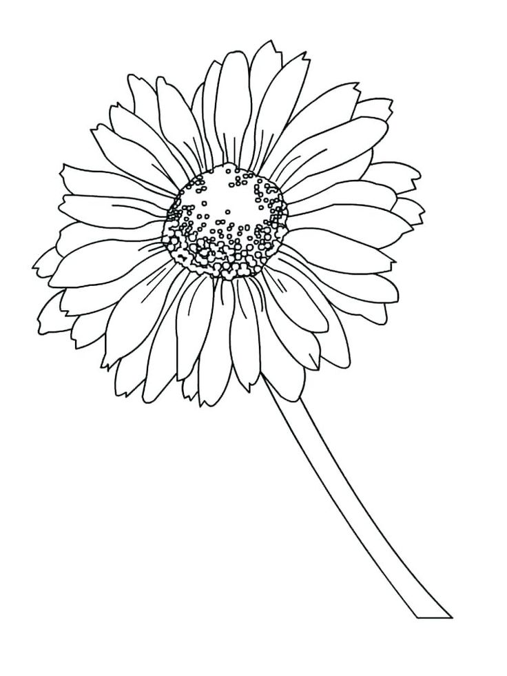 Daisy coloring pages