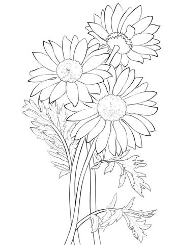 Daisy coloring page free printable coloring pages flower coloring pages flower drawing coloring pages