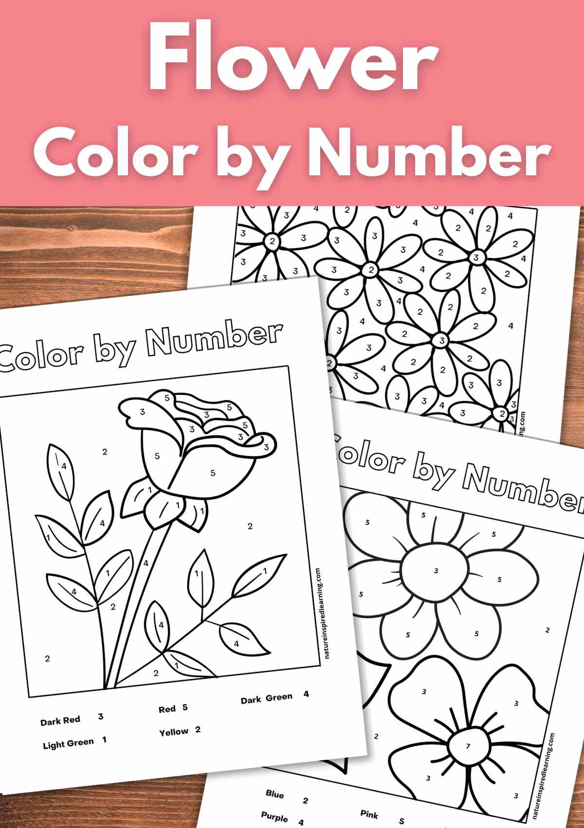 Flower color by number