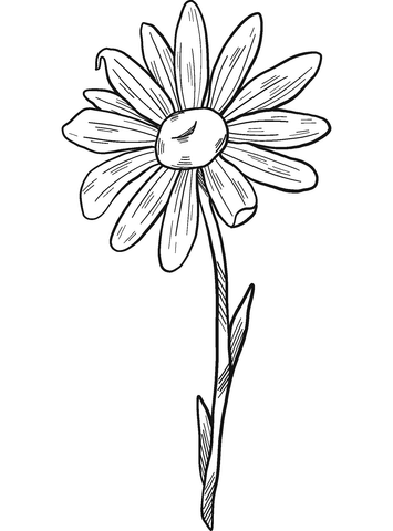 Daisy coloring page free printable coloring pages