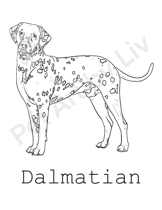 Dalmatian coloring page