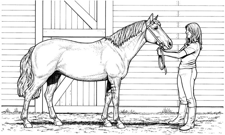 Woman and mare horse coloring page horse coloring pages horse coloring horse coloring books