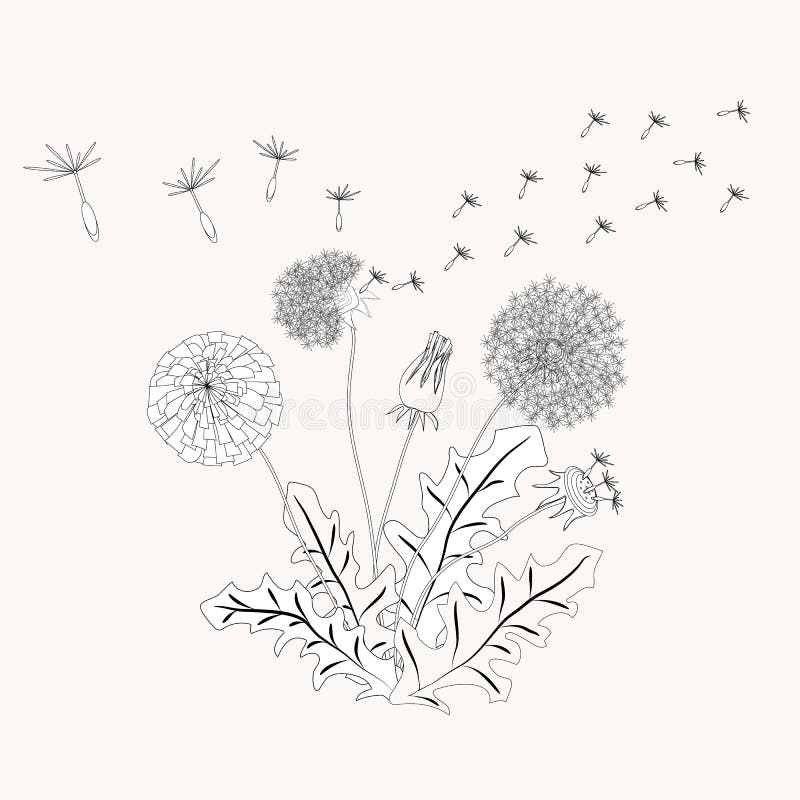 Coloring dandelion stock illustrations â coloring dandelion stock illustrations vectors clipart