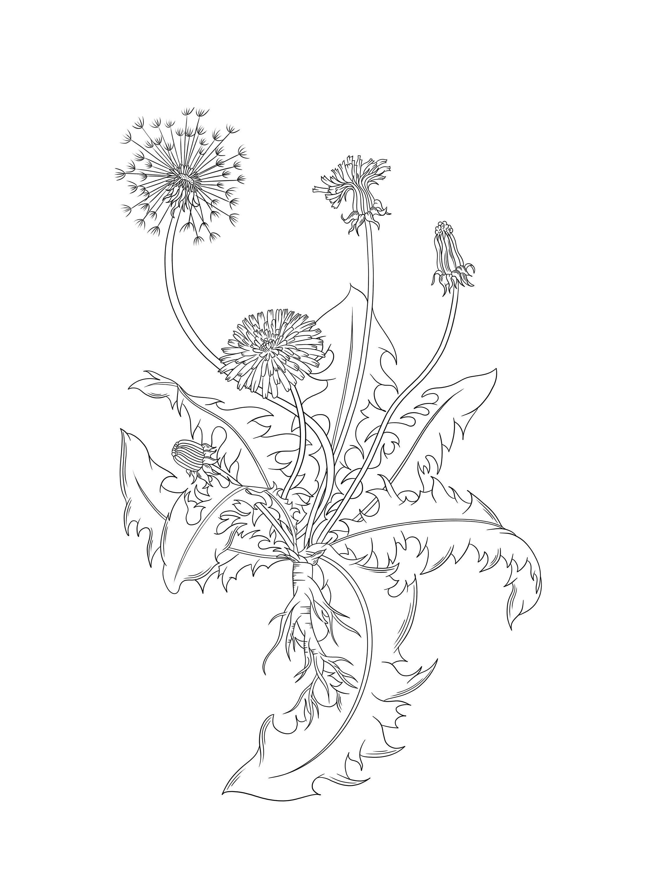 Hand designed dandelion colouring page unique dandelion design printable colouring page