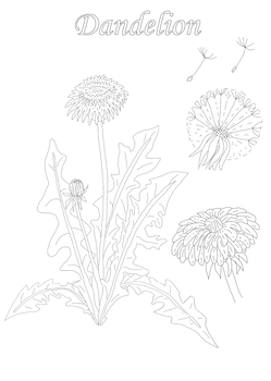 Dandelion coloring page and botanical description card by jeanne myhill