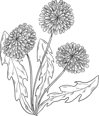 Dandelion plant coloring page free printable coloring pages