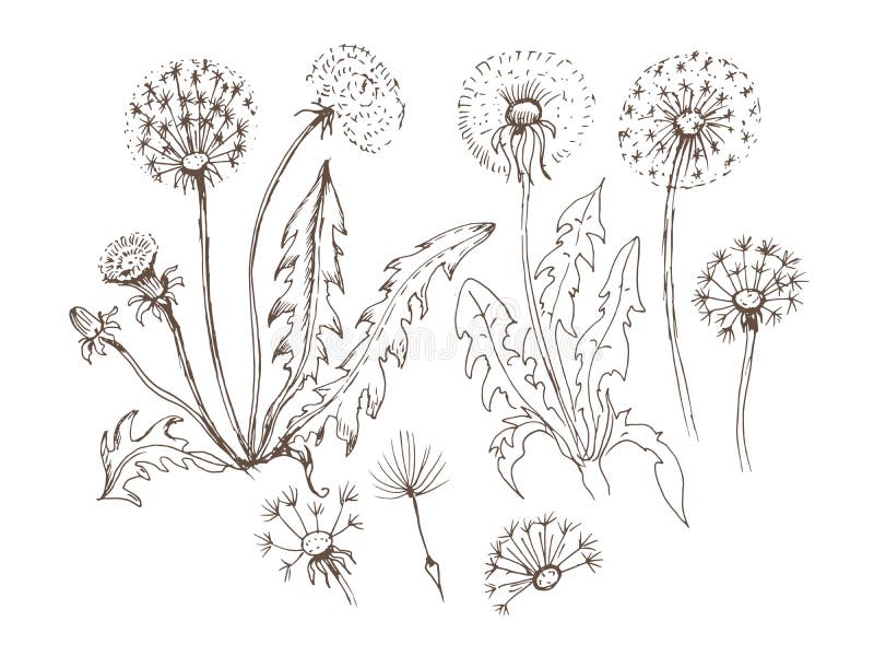 Coloring dandelion stock illustrations â coloring dandelion stock illustrations vectors clipart