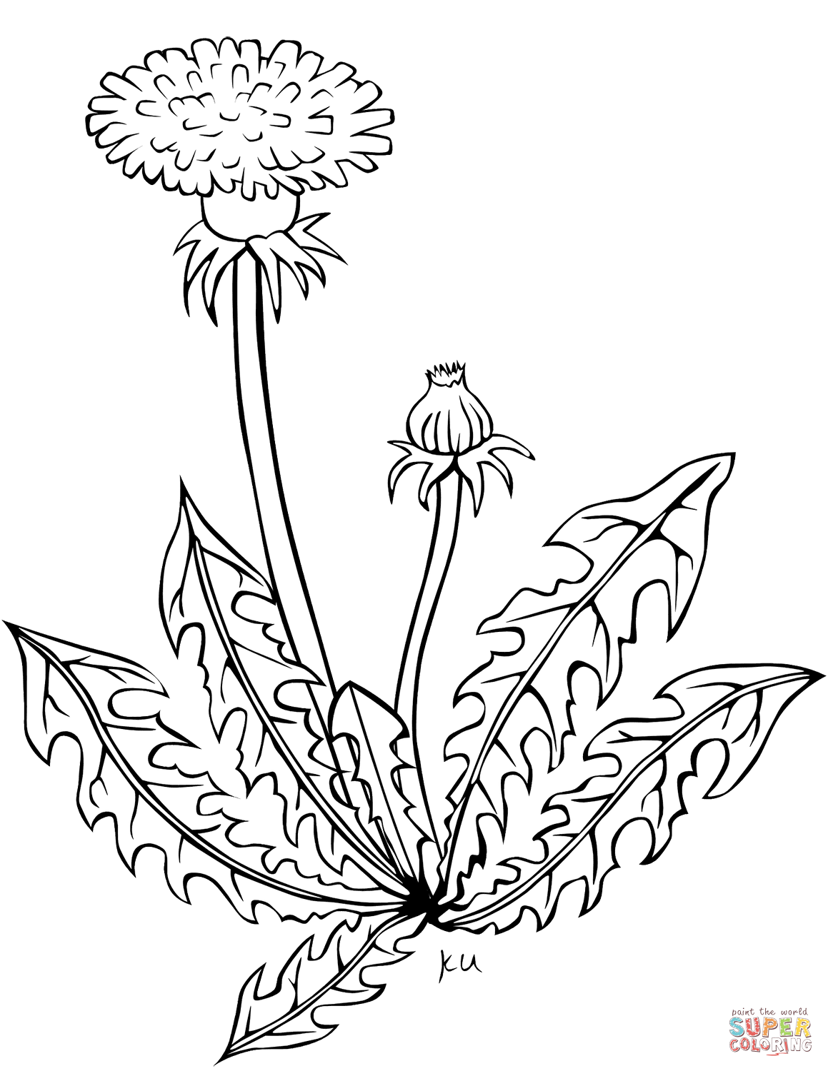 Dandelion coloring page free printable coloring pages