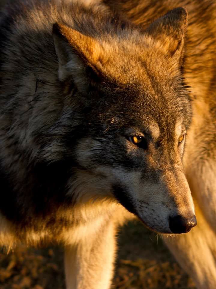 Brown wolf ðº wolf dog wolf spirit animal wolf pictures