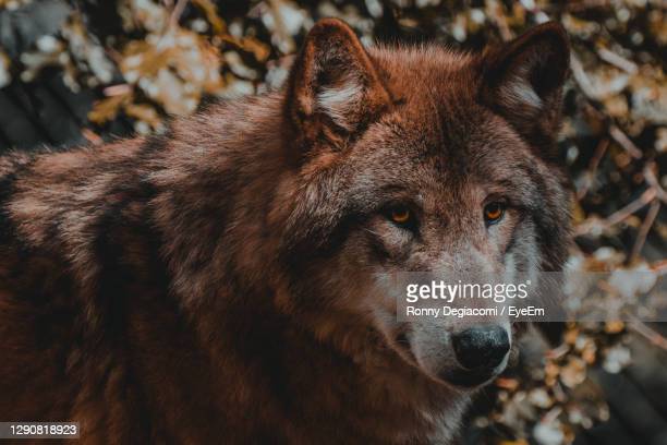 Brown wolf photos and premium high res pictures