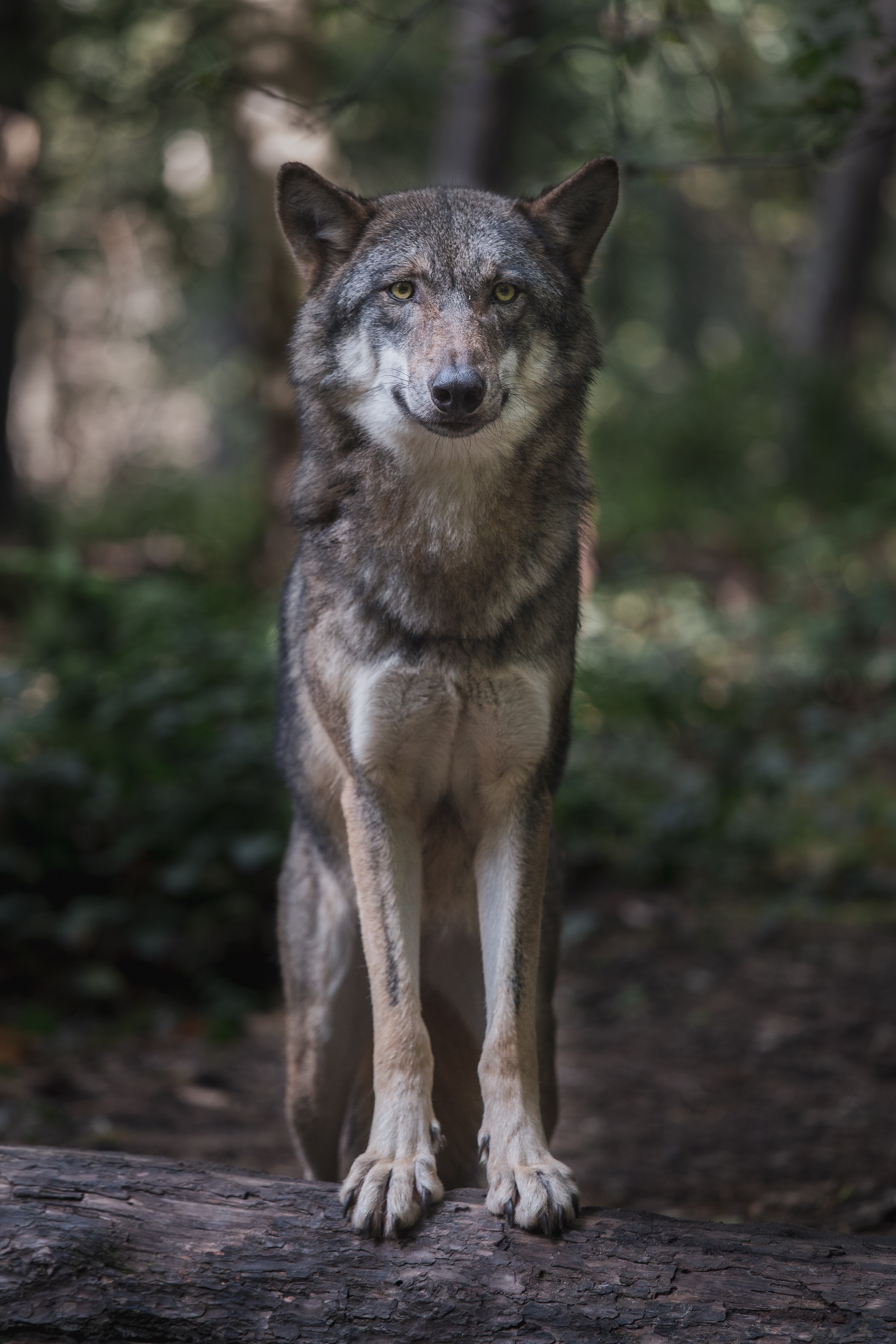 Brown wolf on green grass