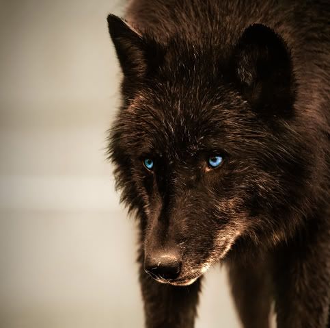 Brown wolf with blue eyes wolf with blue eyes wolf photos black wolf