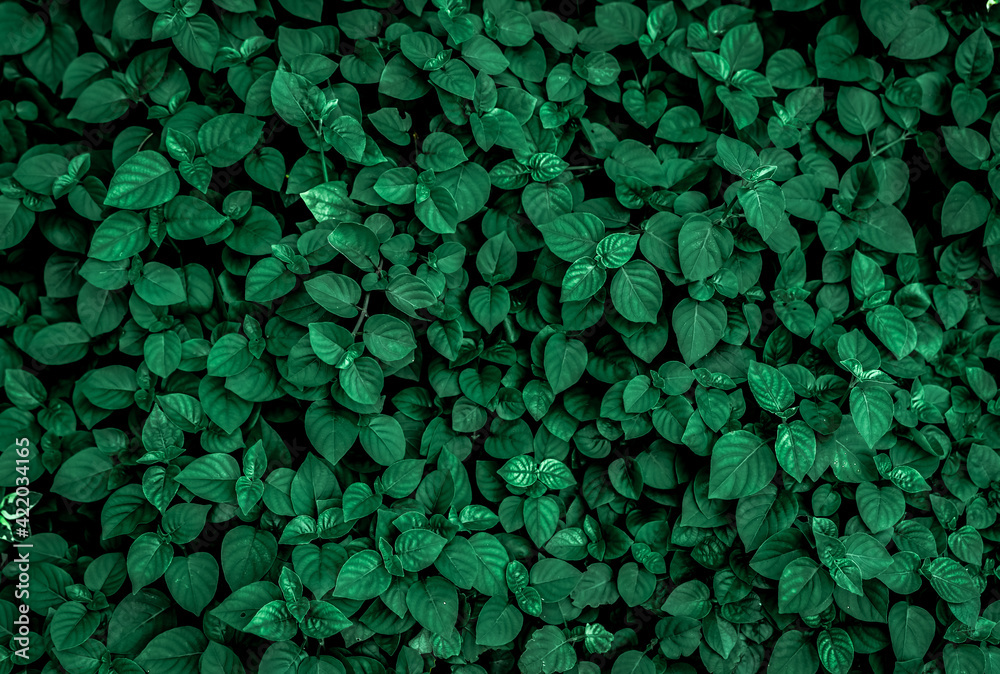 Browse Free HD Images of Dark Green Leaf Showing The Details