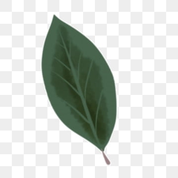 Browse Free HD Images of Dark Green Leaf Showing The Details