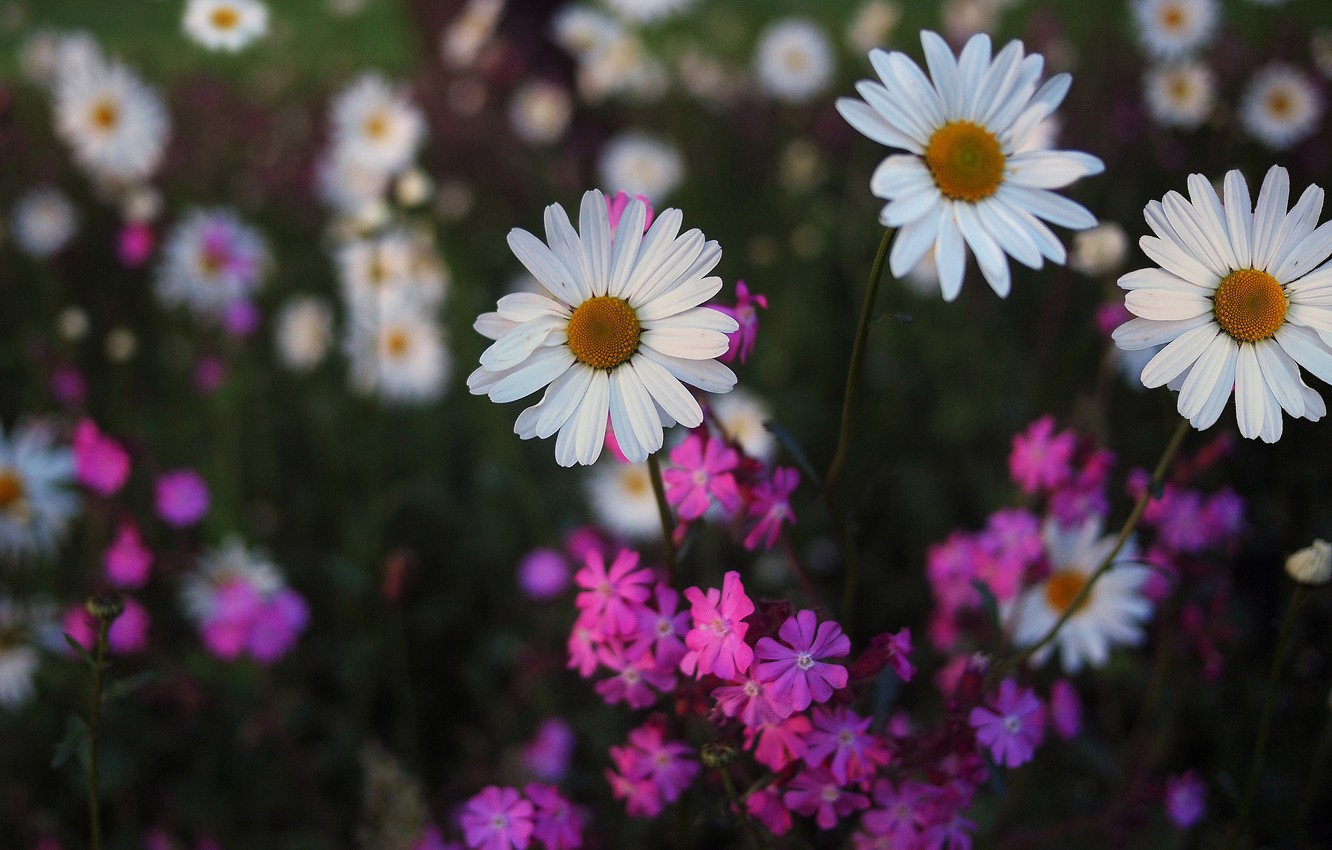 Wallpaper flowers the dark background chamomile pink white images for desktop section ñððµññ