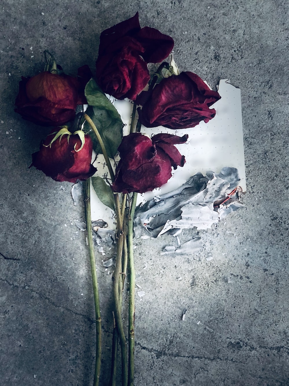 Download Free 100 + dead rose Wallpapers