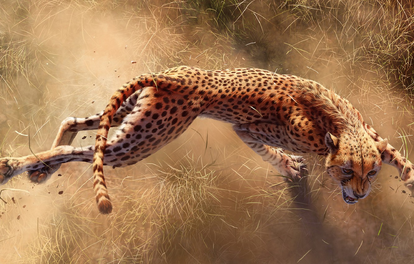 Wallpaper claws cheetah cheetah africa s deadliest predators of africa images for desktop section ðºðñðºð