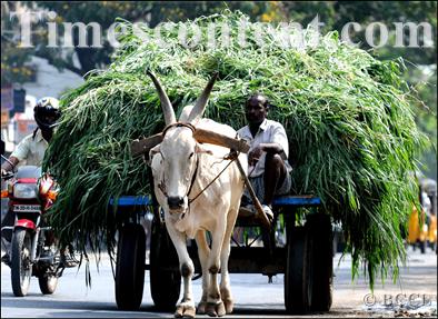 Bull feature photo deccan chargers bullock cart