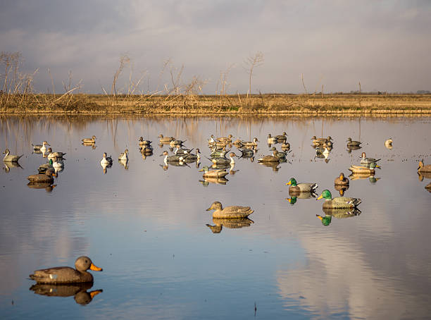 Hunting decoy stock photos pictures royalty