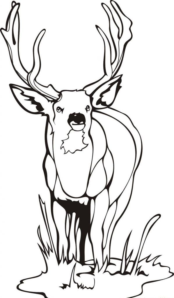 Free printable deer coloring pages for kids deer coloring pages deer pictures animal coloring pages