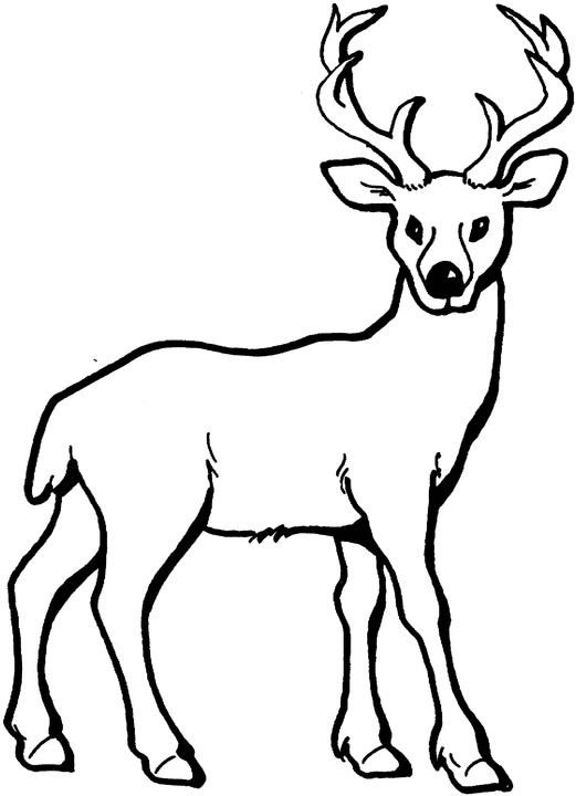 Deer colouring pages for kids animal corner