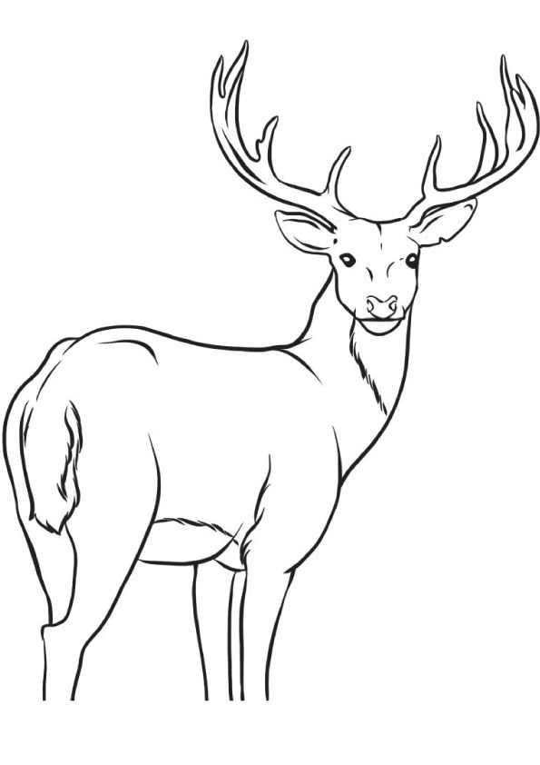 Coloring page deer coloring pages animal coloring pages deer pictures