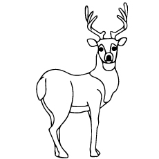 Top deer coloring pages for your little ones