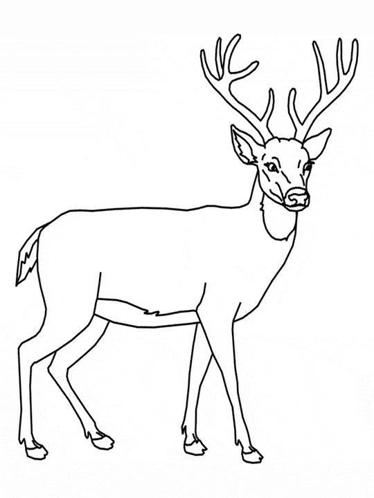 Coloring pages deer coloring page