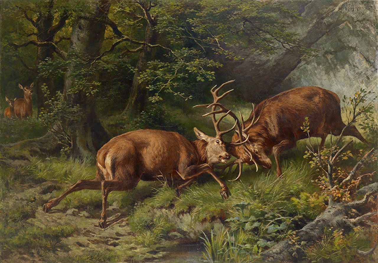 Images deer fight pictorial art