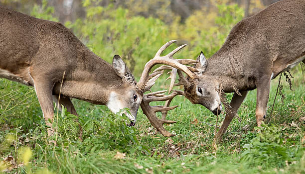 Whitetailed bucks sparring stock photo