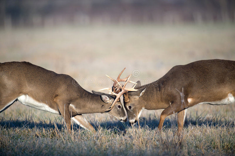 Whitetail deer fighting stock image image of eyes intimidation