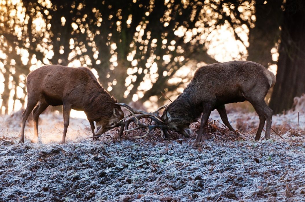 Deer couple fight fight antlers autumn frost wallpaper x