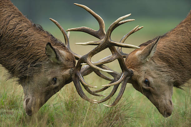 Deer fighting stock photos pictures royalty