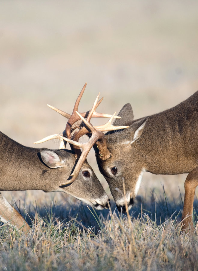 Whitetail deer fighting stock photo image of antlers