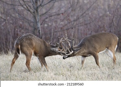 Bucks fighting images stock photos vectors