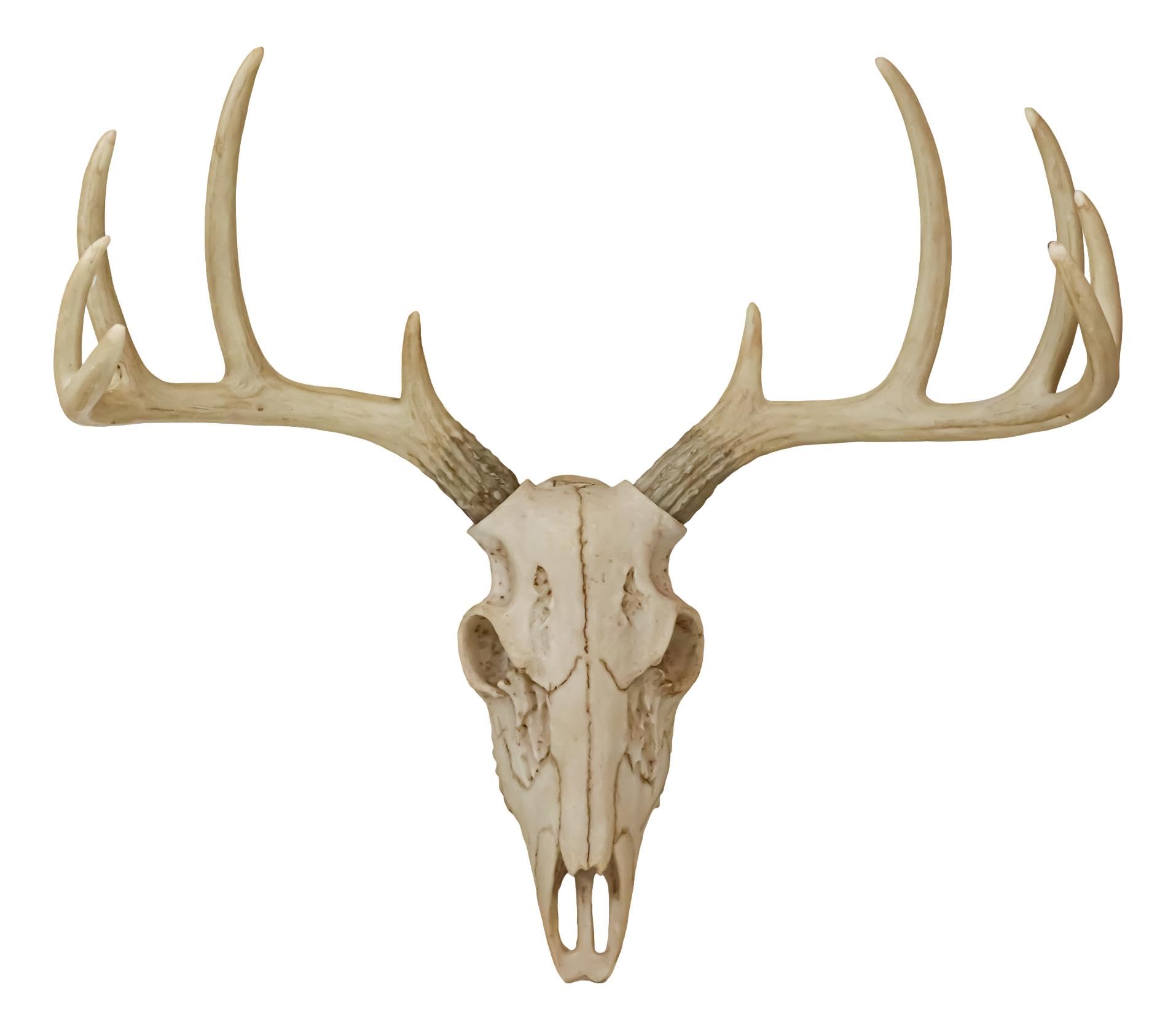 Ebros gift rustic hunter deer point buck skull trophy antlers wall mounted plaque trophy decor figurine long hunters antler rack theme deers bucks hunting skulls trophies hanging sculptures