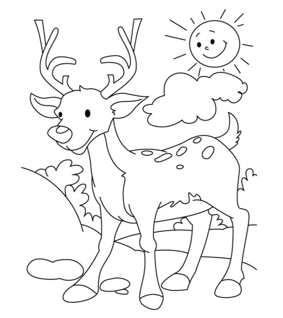 Top deer coloring pages for your little ones