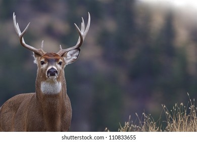 Deer hunting background images stock photos vectors