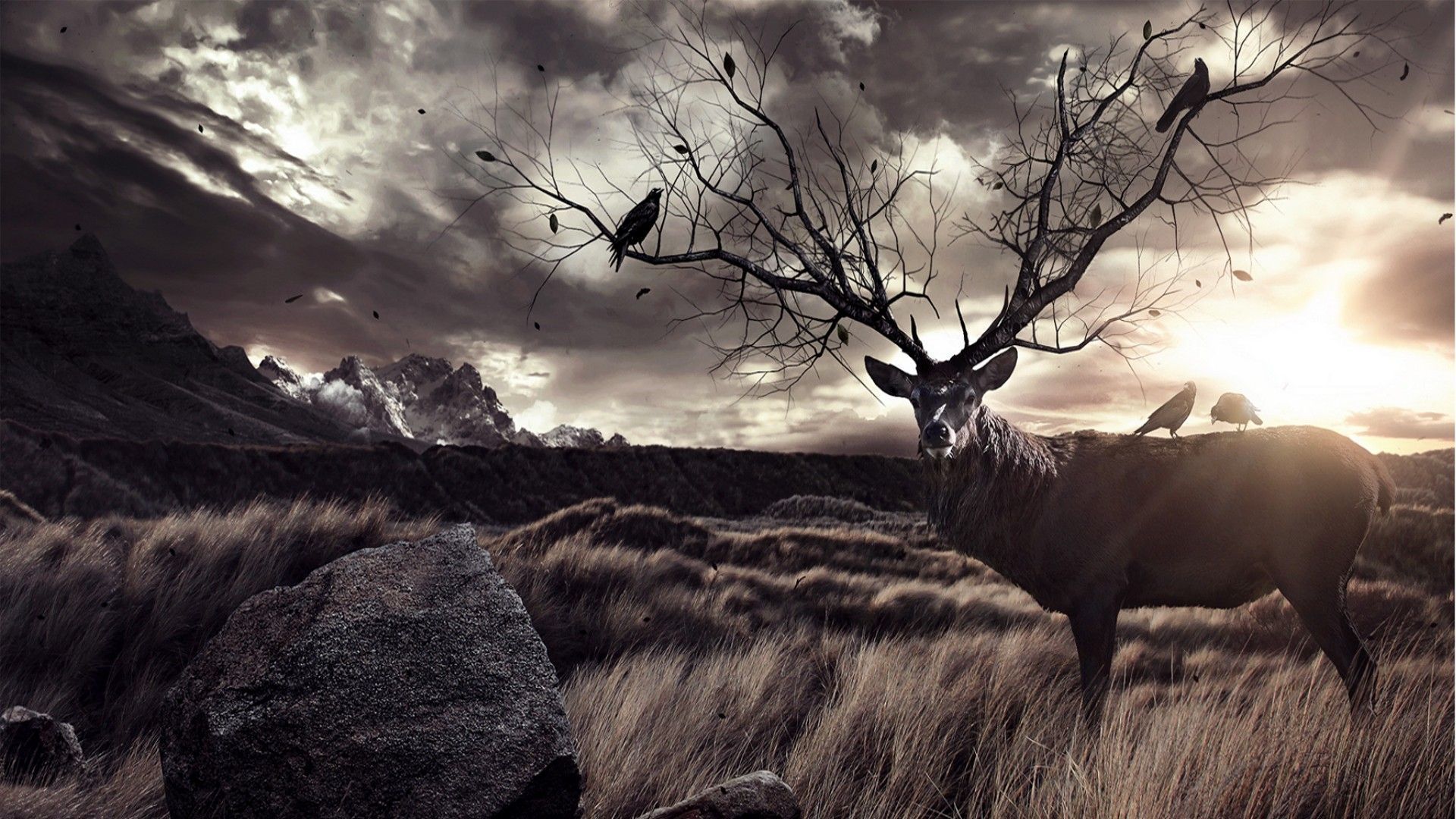 Deer wallpapers hd