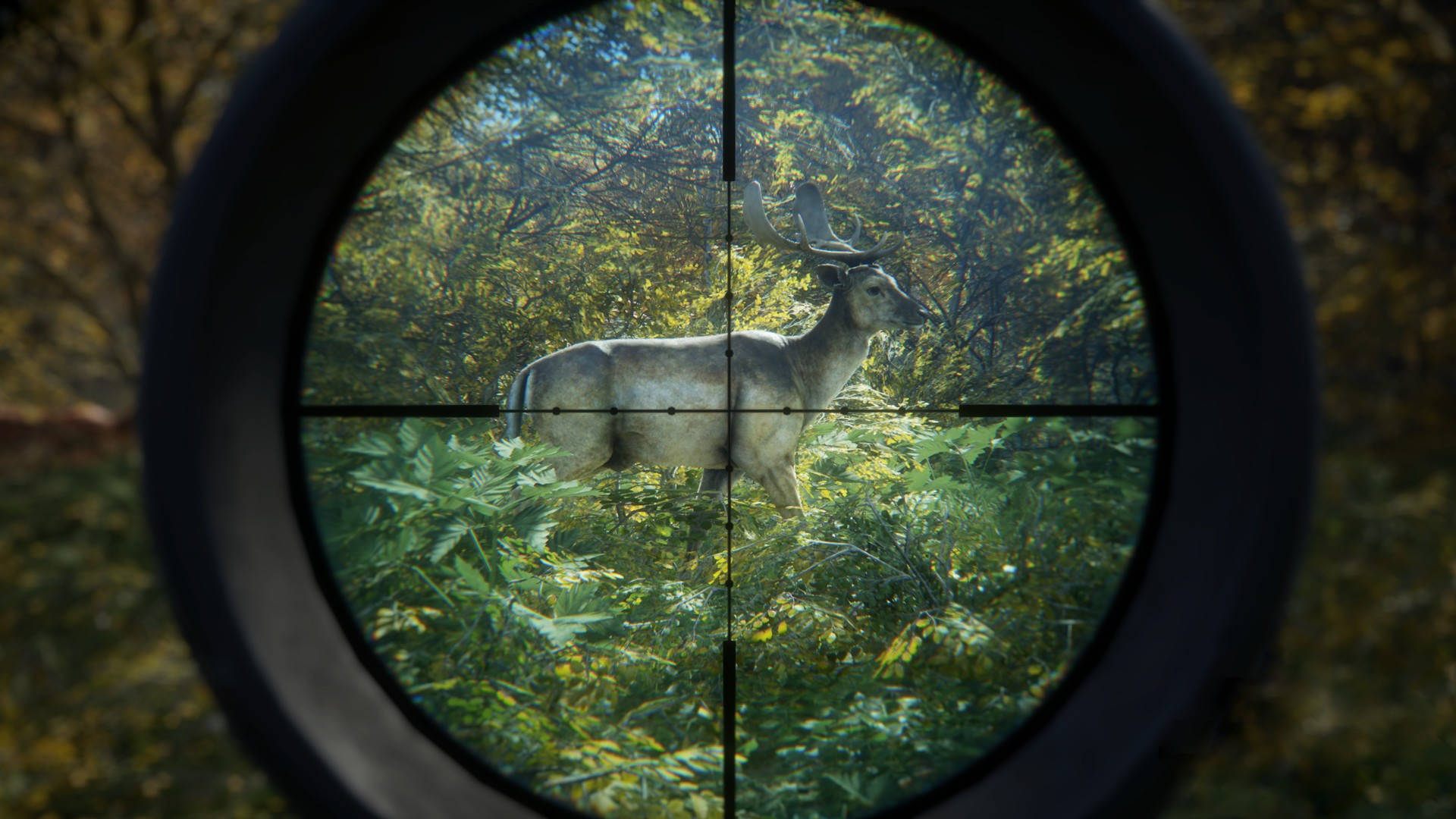 Download deer target hunting wallpaper