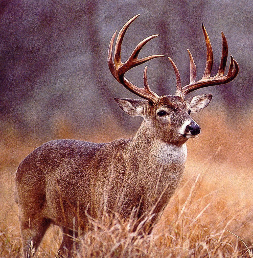 Deer hunting backgrounds