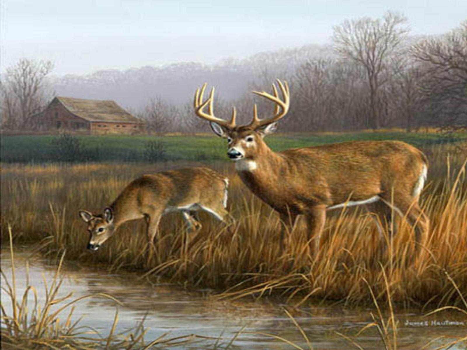 Whitetail deer hunting wallpapers